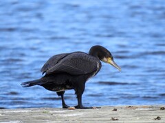 Great Cormorant (Phalacrocorax carbo)