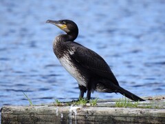 Great Cormorant (Phalacrocorax carbo)