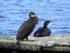 Great Cormorant (Phalacrocorax carbo)
