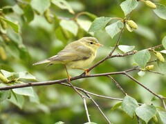 Løvsanger (Phylloscopus trochilus)