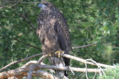 Havørn (Haliaeetus albicilla)