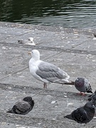 Måker (Laridae sp.)