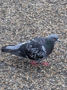 Due (Columbidae sp.)