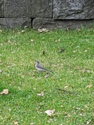 White Wagtail (Motacilla alba)