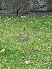 Linerle (Motacilla alba)