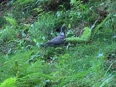 Wood Pigeon (Columba palumbus)
