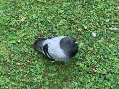 Feral Pigeon (Columba livia domestica)