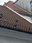 Rock Pigeon (Feral Pigeon) (Columba livia)