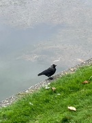 Kaie (Corvus monedula)