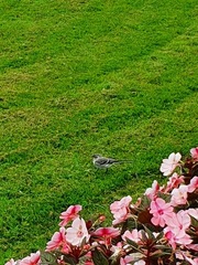 Linerle (Motacilla alba)