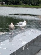 Gråmåke (Larus argentatus)