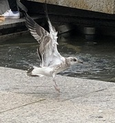 Fiskemåke (Larus canus)