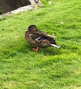 Mallard (Anas platyrhynchos)