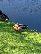 Mallard (Anas platyrhynchos)
