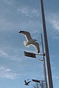 Mew Gull (Larus canus)
