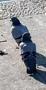 Klippedue (Columba livia)