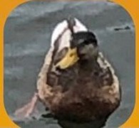 Mallard (Anas platyrhynchos)