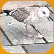Mew Gull (Larus canus)
