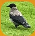 Kråke (Corvus cornix)