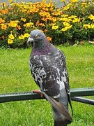 Rock Pigeon (Feral Pigeon) (Columba livia)