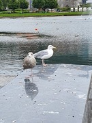 Herring Gull (Larus argentatus)