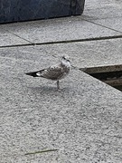 Fiskemåke (Larus canus)