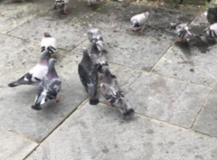 Feral Pigeon (Columba livia domestica)