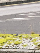 White Wagtail (Motacilla alba)