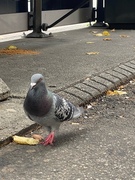 Feral Pigeon (Columba livia domestica)