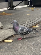 Feral Pigeon (Columba livia domestica)