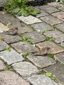 Gråspurv (Passer domesticus)