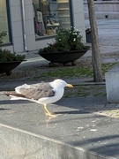 Lesser Black-backed Gull (Larus fuscus)