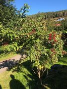 Rødhyll (Sambucus racemosa)