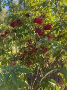 Rødhyll (Sambucus racemosa)