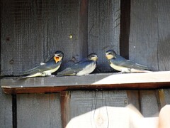 Låvesvale (Hirundo rustica)