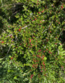 Krypmispel (Cotoneaster horizontalis)