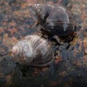 Strandsnegler (Littorina)