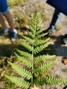 Smørtelg (Oreopteris limbosperma)