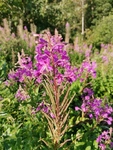 Geitrams (Epilobium angustifolium)