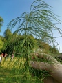 Skogsnelle (Equisetum sylvaticum)