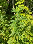 Geitrams (Epilobium angustifolium)