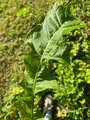 Ugrasløvetenner (Taraxacum officinale)