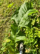 Ugrasløvetenner (Taraxacum officinale)