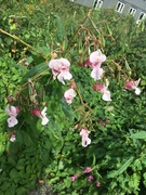 Kjempespringfrø (Impatiens glandulifera)