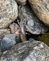 Skrukketroll, tanglus (Isopoda)