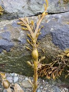 Blæretang (Fucus vesiculosus)