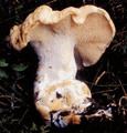 Soppriket (Fungi)