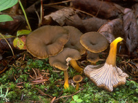 Traktkantarell (Cantharellus tubaeformis)