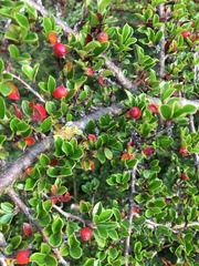 Krypmispel (Cotoneaster horizontalis)