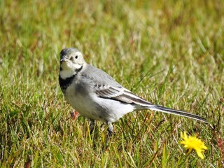 Linerle (Motacilla alba)